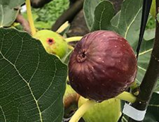 いちじく