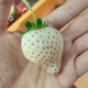 白イチゴ、白くなる?