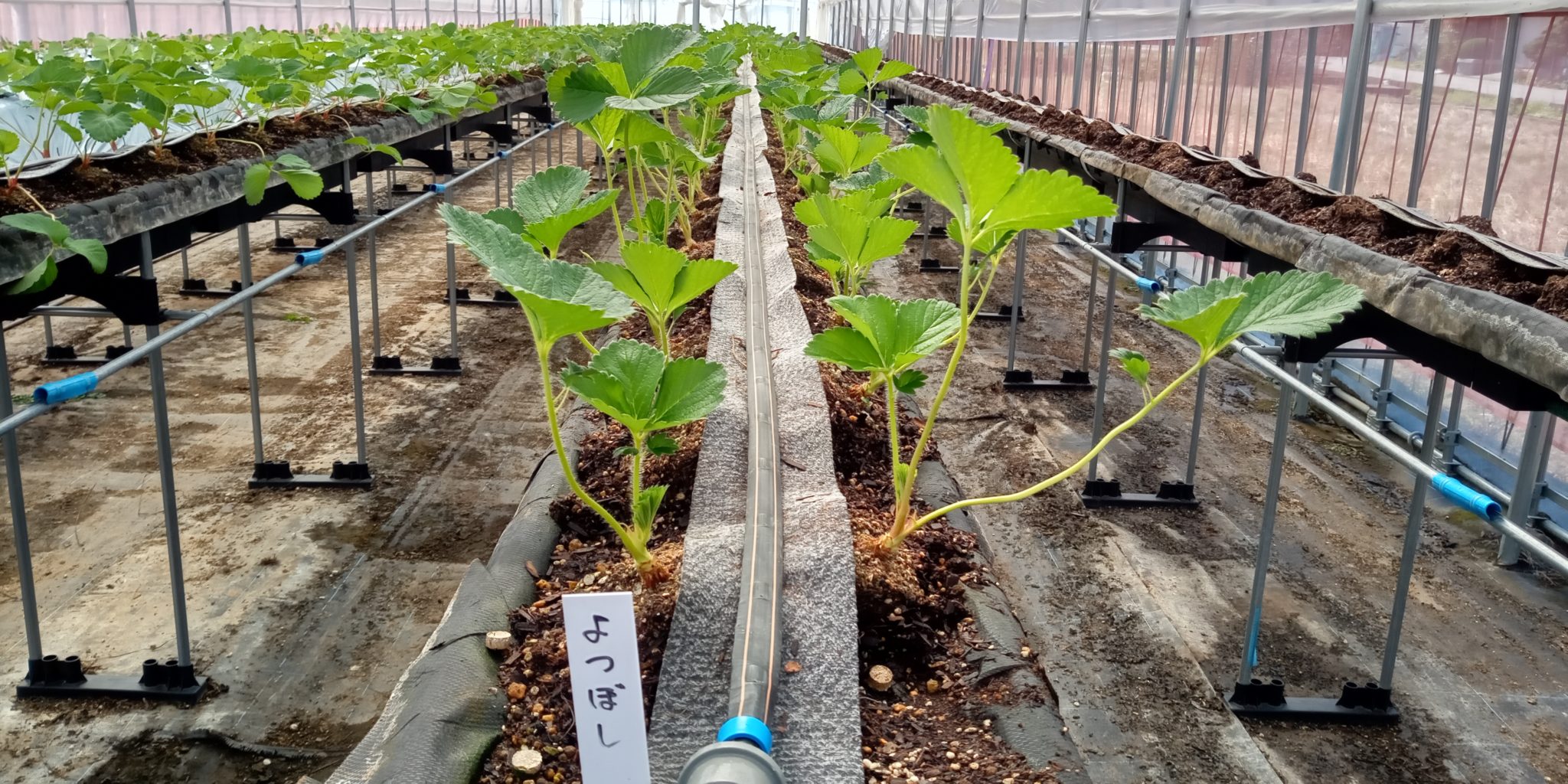 今年もイチゴの定植をしました。 | 新着情報 | グリーンファーム北越